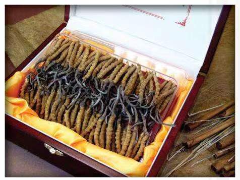 排湖风景区冬虫夏草回收